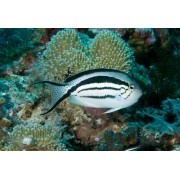 Genicanthus lamarck - Веснушчатый ангел (ангел Ламарка)