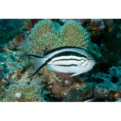 Genicanthus lamarck - Веснушчатый ангел (ангел Ламарка) Genicanthus lamarck - Веснушчатый ангел (ангел Ламарка)