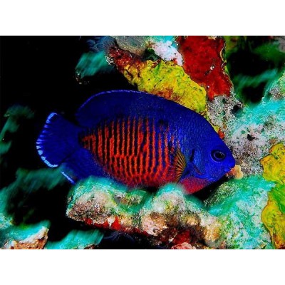 Ангел-Центропиг Двухколючковый (Centropyge Bispinosus) Ангел-Центропиг Двухколючковый (Centropyge Bispinosus)