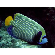 Pomacanthus imperator - Ангел император