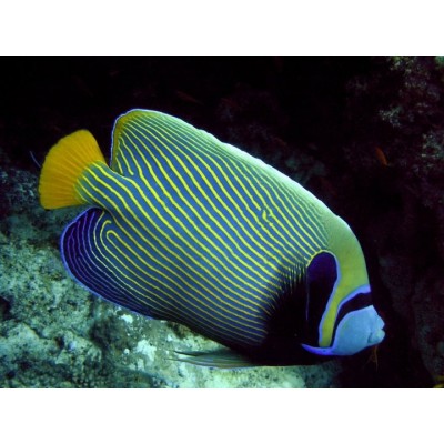 Pomacanthus imperator - Ангел император Pomacanthus imperator - Ангел император