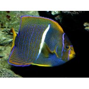 Holacanthus passer - Королевский ангел - Пассер