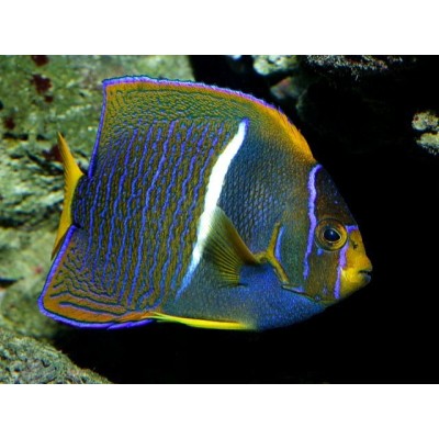 Holacanthus passer - Королевский ангел - Пассер Holacanthus passer - Королевский ангел - Пассер