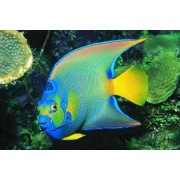 Holacanthus bermudensis - Голубой карибский ангел