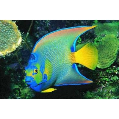 Holacanthus bermudensis - Голубой карибский ангел Holacanthus bermudensis - Голубой карибский ангел