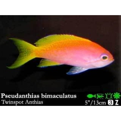 Pseudanthias bimaculatus Антиас двупятнистый Pseudanthias bimaculatus Антиас двупятнистый