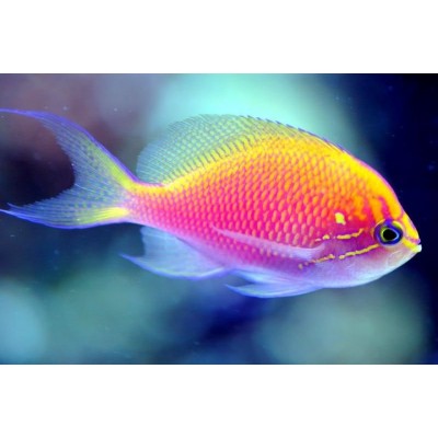 Serranocirrhitus latus Антиас-толстолобик Serranocirrhitus latus Антиас-толстолобик