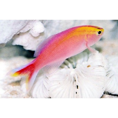 Pseudanthias (Mirolabrychthys) pascalus Amethyst anthias Антиас аметистовый Pseudanthias (Mirolabrychthys) pascalus Amethyst anthias Антиас аметистовый