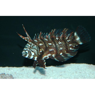 Novaculichthys taeniourus - Губан-дракон (коричневая рыба-нож) Novaculichthys taeniourus - Губан-дракон (коричневая рыба-нож)