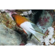 Bodianus anthioides - Бодиан лирохвостый (лирохвостый кабанчик)