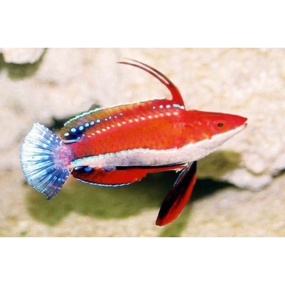 Cirrhilabrus rubriventralis - Циррилабрус белобрюхий Cirrhilabrus rubriventralis - Циррилабрус белобрюхий