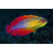 Paracheilinus octotaenia - Парахейлин восьмиполосый красноморский