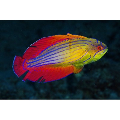 Paracheilinus octotaenia - Парахейлин восьмиполосый красноморский Paracheilinus octotaenia - Парахейлин восьмиполосый красноморский