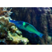 Gomphosus caeruleus (Губан Клюворыл)