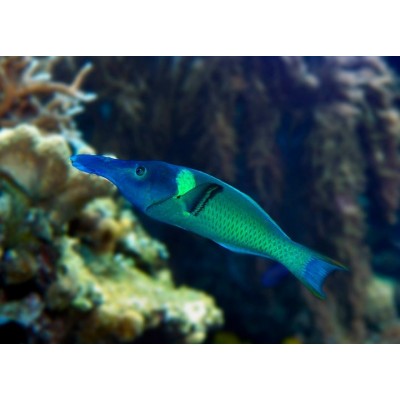 Gomphosus caeruleus (Губан Клюворыл) Gomphosus caeruleus (Губан Клюворыл)