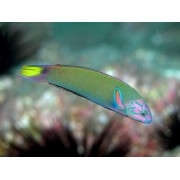 Thalassoma lunare - Талассома лунная