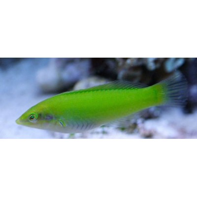 Halichoeres chloropterus (Тамарин зелёный) Halichoeres chloropterus (Тамарин зелёный)