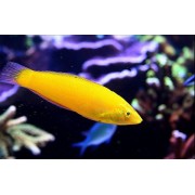 Тамарин Жёлтый, банановый (Halichoeres Chrysus)