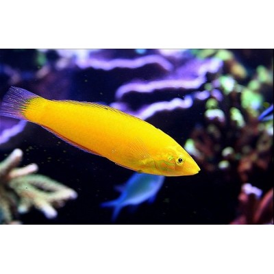 Тамарин Жёлтый, банановый (Halichoeres Chrysus) Тамарин Жёлтый, банановый (Halichoeres Chrysus)