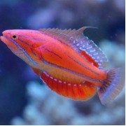 Губан МакКоскера (Paracheilinus Mccoskeri)