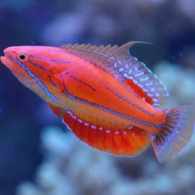 Губан МакКоскера (Paracheilinus Mccoskeri) Губан МакКоскера (Paracheilinus Mccoskeri)