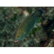 Anampses caeruleopunctatus - Губан двузубый синепятнистый