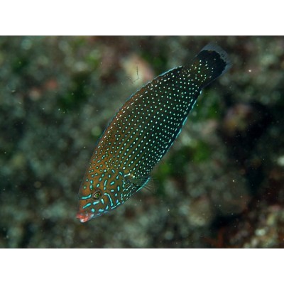 Anampses caeruleopunctatus - Губан двузубый синепятнистый Anampses caeruleopunctatus - Губан двузубый синепятнистый