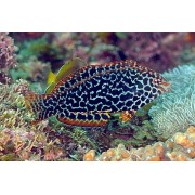 Губан украшенный (Macropharyngodon ornatus)