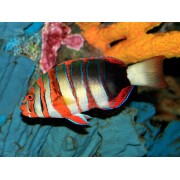 Choerodon fasciatus - Лиенарделла краснополосая