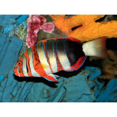 Choerodon fasciatus - Лиенарделла краснополосая Choerodon fasciatus - Лиенарделла краснополосая