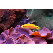 Bodianus bimaculatus - Двухточечный бодиан (двухточечный кабанчик)