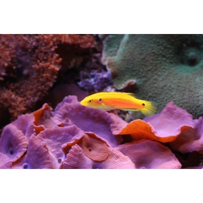 Bodianus bimaculatus - Двухточечный бодиан (двухточечный кабанчик) Bodianus bimaculatus - Двухточечный бодиан (двухточечный кабанчик)