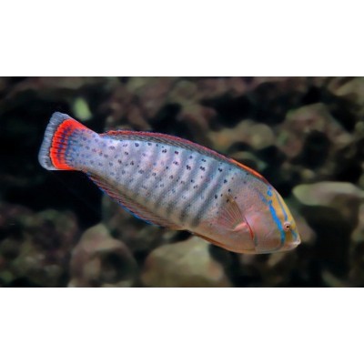 Coris formosa (Корис Королевский) Coris formosa (Корис Королевский)