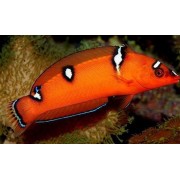 Красный Губан-Клоун (Coris Gaimard)