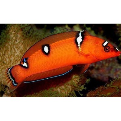 Красный Губан-Клоун (Coris Gaimard) Красный Губан-Клоун (Coris Gaimard)