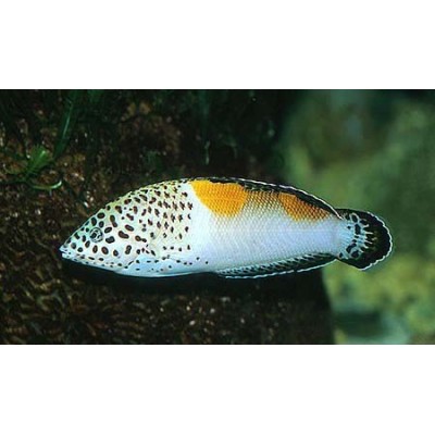 Coris aygula - Корис – клоун Coris aygula - Корис – клоун