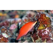 Pseudocheilinus evanidus - Исчезающий губан