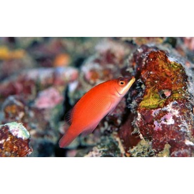 Pseudocheilinus evanidus - Исчезающий губан Pseudocheilinus evanidus - Исчезающий губан