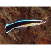 Губан-Доктор (Labroides Dimidiatus)