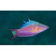 Paracheilinus filamentosus - Парахейлин краснополосый (нитеперый губан)