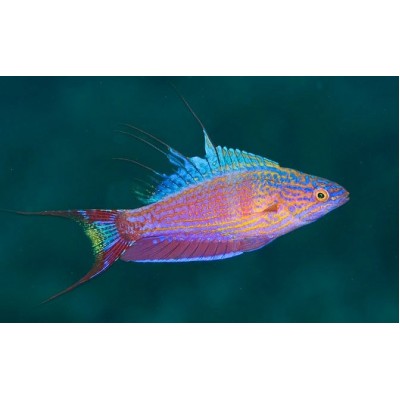 Paracheilinus filamentosus - Парахейлин краснополосый (нитеперый губан) Paracheilinus filamentosus - Парахейлин краснополосый (нитеперый губан)