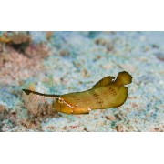 Xyrichtys pavo - Голубая рыба-бритва (голубой губан-павлин)