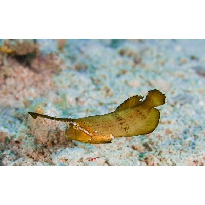 Xyrichtys pavo - Голубая рыба-бритва (голубой губан-павлин) Xyrichtys pavo - Голубая рыба-бритва (голубой губан-павлин)