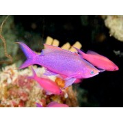 Pseudanthias pascalus - Антиас пурпурный королевский Самец на переднем плане, самки на заднем.