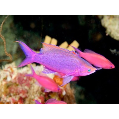 Pseudanthias pascalus - Антиас пурпурный королевский Самец на переднем плане, самки на заднем. Pseudanthias pascalus - Антиас пурпурный королевский Самец на переднем плане, самки на заднем.