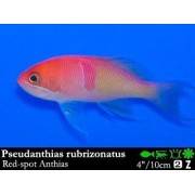 Pseudanthias rubrizonatus Антиас трехцветный