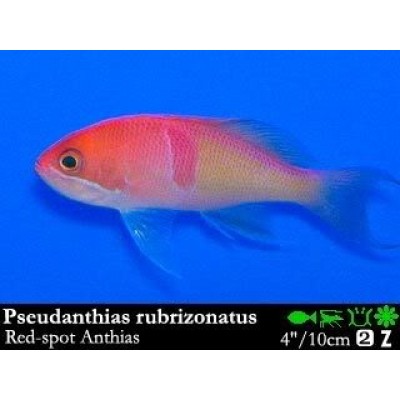 Pseudanthias rubrizonatus Антиас трехцветный Pseudanthias rubrizonatus Антиас трехцветный