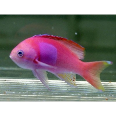 Pseudanthias pleurotaenia - Антиас-квадрат (Пурпурный флаговый окунь) самец Pseudanthias pleurotaenia - Антиас-квадрат (Пурпурный флаговый окунь) самец