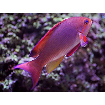 Pseudanthias squamipinnis - Лирохвостый антиас Pseudanthias squamipinnis - Лирохвостый антиас