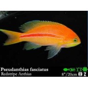 Pseudanthias fasciatus Антиас краснополосый